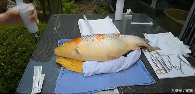 男子餵養8年的金魚肚子越來越大,瘋狂砸錢請醫生動手術,取出來的東西更是讓人驚訝 !