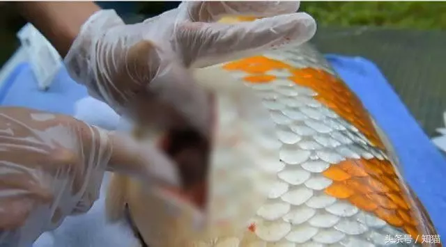 男子餵養8年的金魚肚子越來越大,瘋狂砸錢請醫生動手術,取出來的東西更是讓人驚訝 !