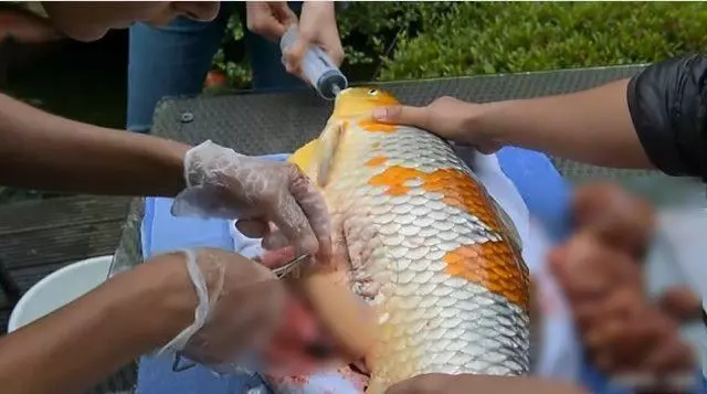 男子餵養8年的金魚肚子越來越大,瘋狂砸錢請醫生動手術,取出來的東西更是讓人驚訝 !