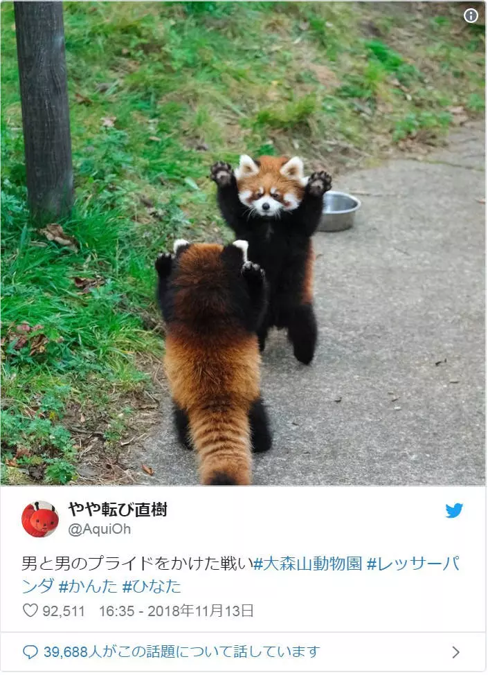 喝! 小熊貓突然「舉手手嚇同伴」 網笑翻:萌到好可怕❤