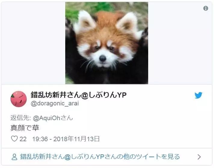 喝! 小熊貓突然「舉手手嚇同伴」 網笑翻:萌到好可怕❤