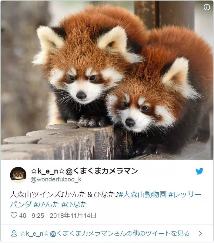 喝! 小熊貓突然「舉手手嚇同伴」 網笑翻:萌到好可怕❤