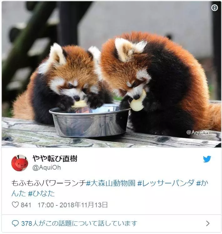 喝! 小熊貓突然「舉手手嚇同伴」 網笑翻:萌到好可怕❤
