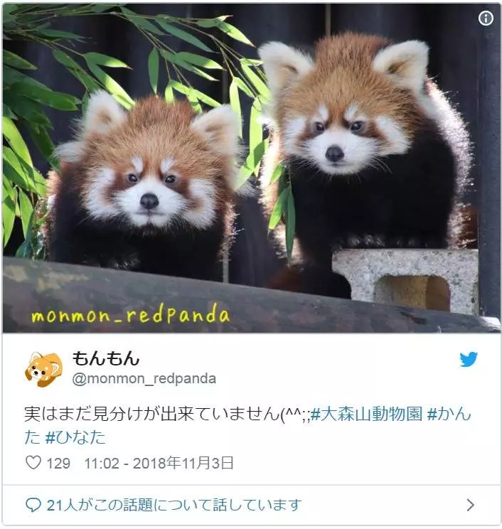 喝! 小熊貓突然「舉手手嚇同伴」 網笑翻:萌到好可怕❤