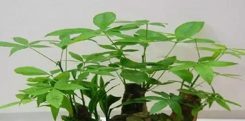 睡前這樣趴10分鐘,等於跑步1小時!每天一次,越來越年輕,越來越瘦~~