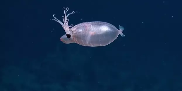 豬鼻+鹿角?神秘「小豬魷魚」現身深海 科學家驚喜:像二次元生物
