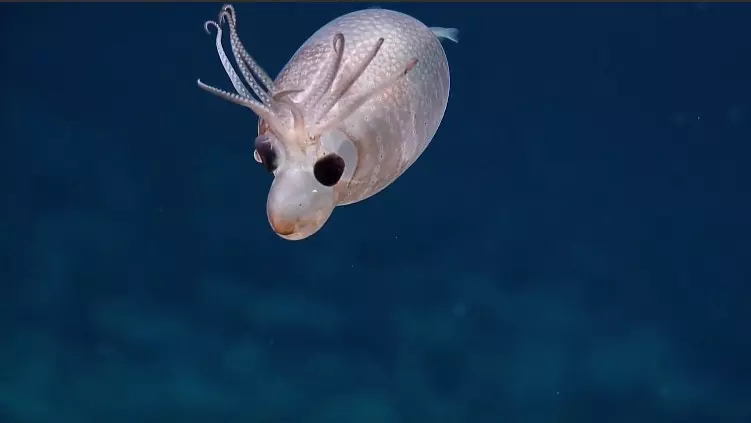 豬鼻+鹿角?神秘「小豬魷魚」現身深海 科學家驚喜:像二次元生物