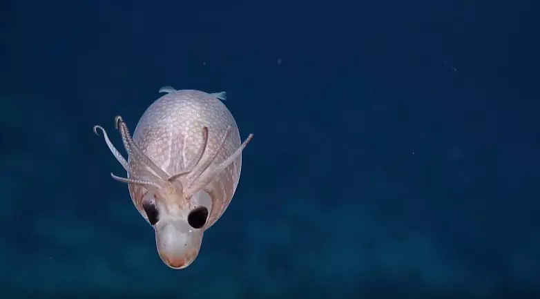 豬鼻+鹿角?神秘「小豬魷魚」現身深海 科學家驚喜:像二次元生物