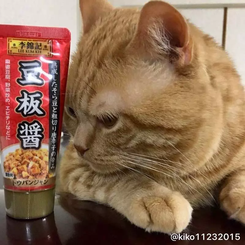 想吃又怕胖…立耳貓靠「魔性表情」走紅 網笑:減肥時的我們