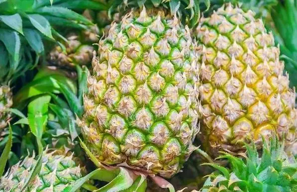 減肥時期吃什麼水果比較好?以免誤食高熱量的水果,不妨看一下