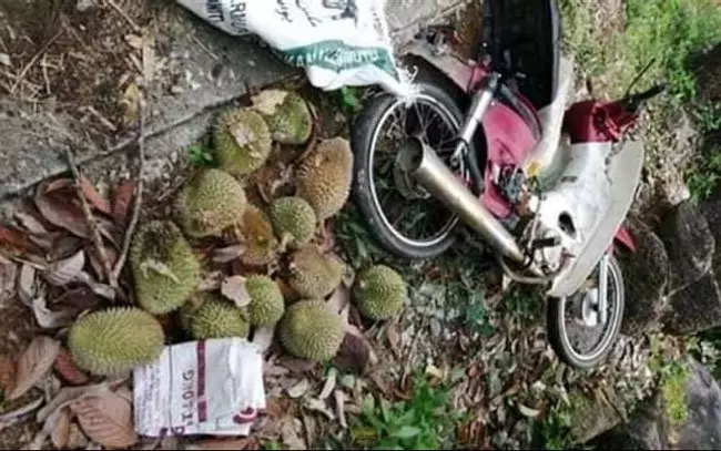 毛賊「偷榴槤」還沒得手 遭園主逮到,結果下場「超慘「的!…