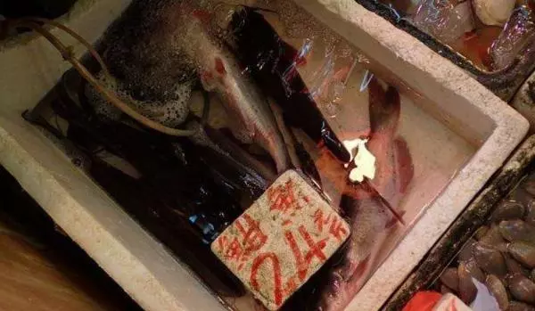 他在發臭的河釣到一隻「110公分超巨大土蝨」,帶回飯店做成料理後,「悲劇」發生了!
