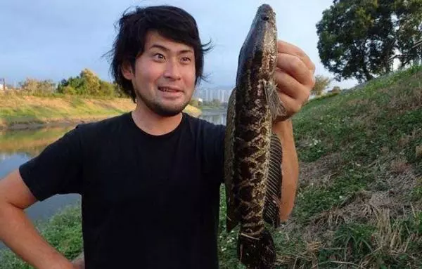 他在發臭的河釣到一隻「110公分超巨大土蝨」,帶回飯店做成料理後,「悲劇」發生了!