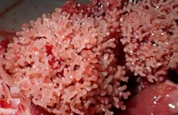 他在發臭的河釣到一隻「110公分超巨大土蝨」,帶回飯店做成料理後,「悲劇」發生了!