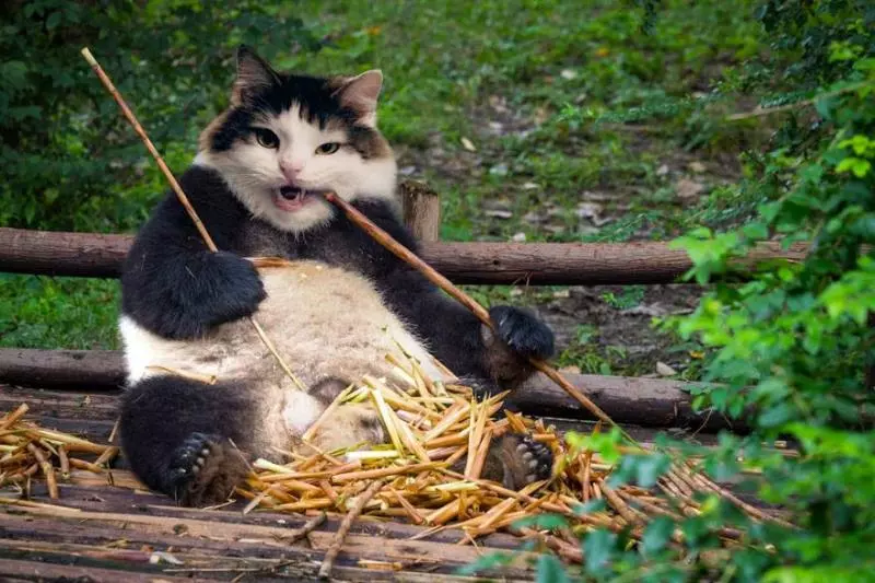 貓控能接受?世界動物變「貓咪臉」 貓+六角恐龍合體超母湯!