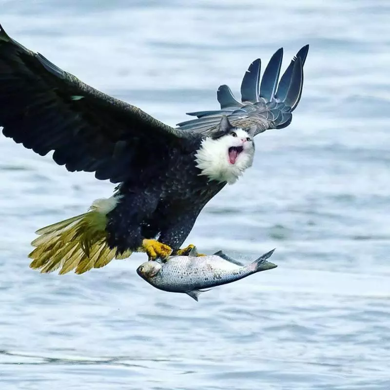 貓控能接受?世界動物變「貓咪臉」 貓+六角恐龍合體超母湯!