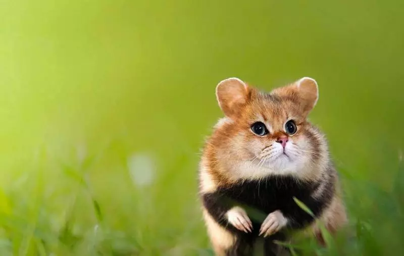 貓控能接受?世界動物變「貓咪臉」 貓+六角恐龍合體超母湯!