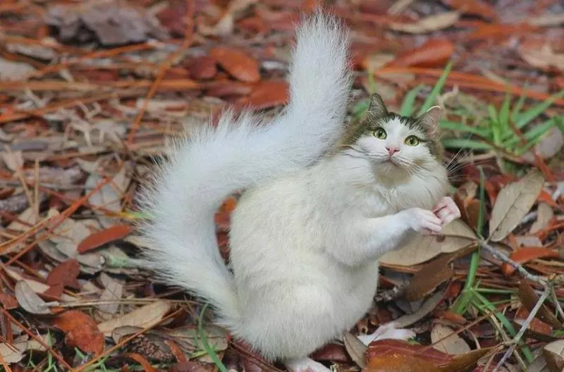 貓控能接受?世界動物變「貓咪臉」 貓+六角恐龍合體超母湯!