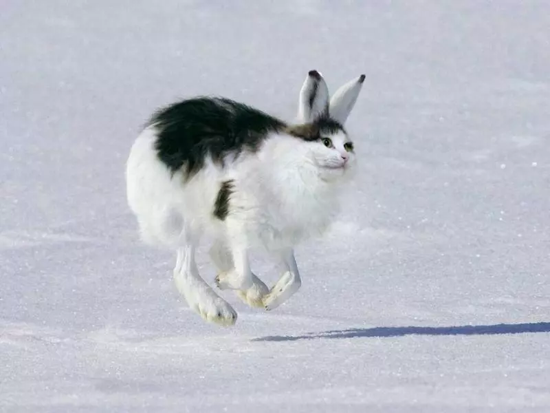 貓控能接受?世界動物變「貓咪臉」 貓+六角恐龍合體超母湯!