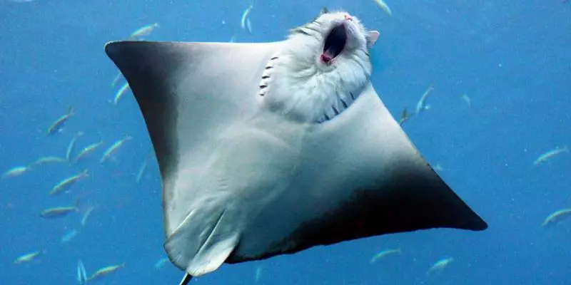 貓控能接受?世界動物變「貓咪臉」 貓+六角恐龍合體超母湯!