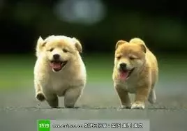 2隻貪玩的小狗失去平衡掉進了「有一條眼鏡王蛇」的淺井裡,但接下來發生的事... 太不可思議了!