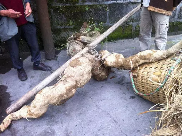 2個農夫在深山裡挖到恐怖的「巨型人參」!心喜的他們準備把「它」給賣了,沒想到隔天卻發生...讓他們後悔莫及!