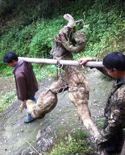 2個農夫在深山裡挖到恐怖的「巨型人參」!心喜的他們準備把「它」給賣了,沒想到隔天卻發生...讓他們後悔莫及!