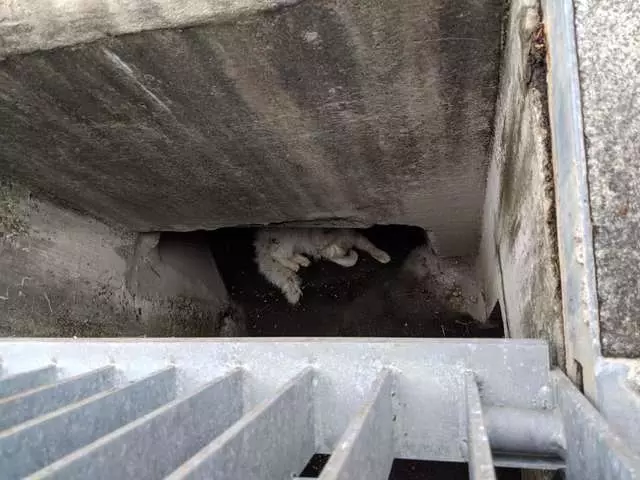 貓咪獲救後每天留「心型貓砂」 主人看很久恍然:是牠道謝的方式