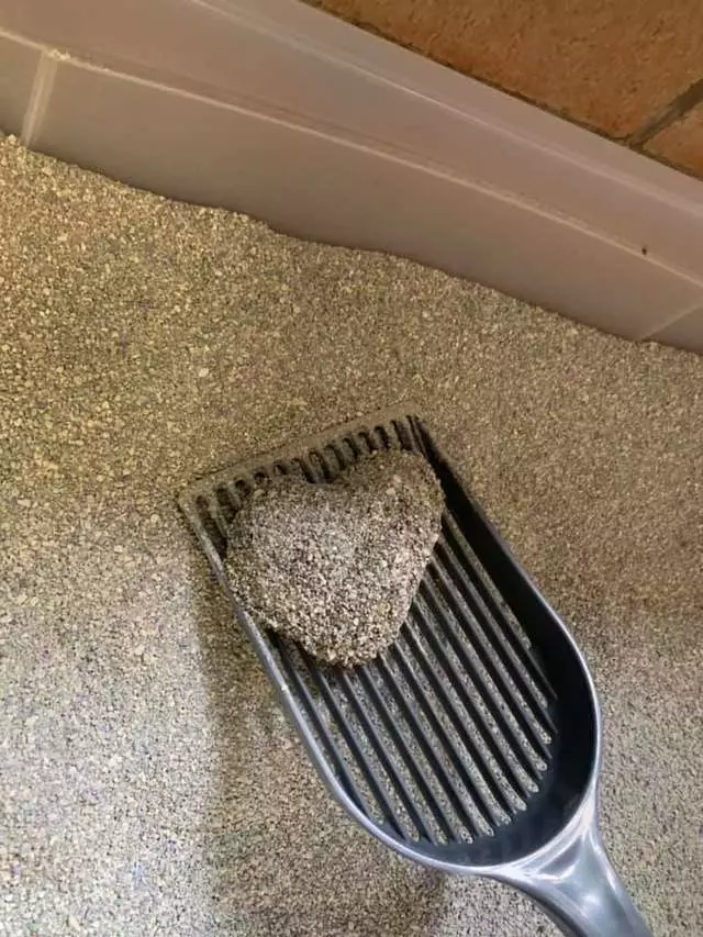 貓咪獲救後每天留「心型貓砂」 主人看很久恍然:是牠道謝的方式