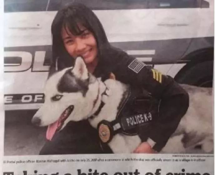 哈士奇「太純」不能當警犬 女警用「蠢萌本性」幫找到天職:不用騙吃騙喝啦~