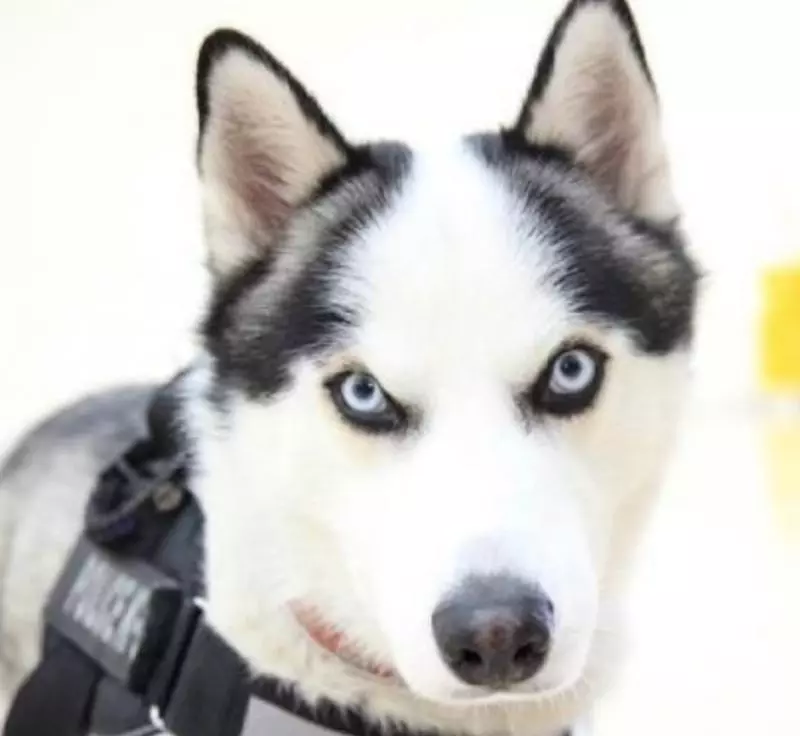 哈士奇「太純」不能當警犬 女警用「蠢萌本性」幫找到天職:不用騙吃騙喝啦~