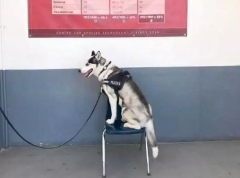 哈士奇「太純」不能當警犬 女警用「蠢萌本性」幫找到天職:不用騙吃騙喝啦~