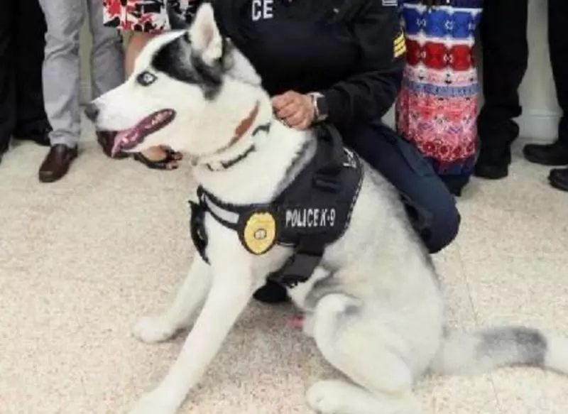 哈士奇「太純」不能當警犬 女警用「蠢萌本性」幫找到天職:不用騙吃騙喝啦~