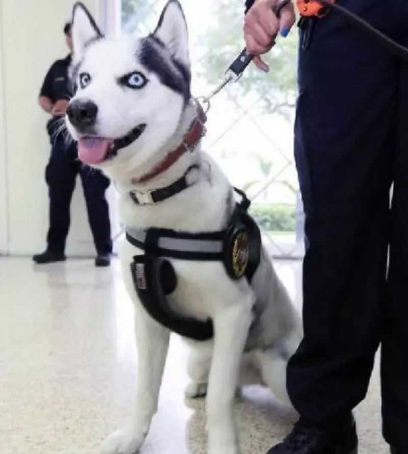 哈士奇「太纯」不能当警犬　女警用「蠢萌本性」帮找到天职：不用骗吃骗喝啦～ 