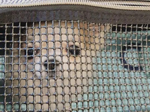 孤寡老人見到路邊小狗後決心領養,在愛犬陪伴下安度晚年