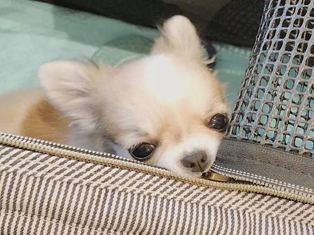 孤寡老人見到路邊小狗後決心領養,在愛犬陪伴下安度晚年