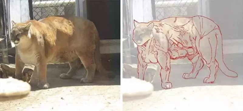 9隻「因視覺錯誤而產生」的筋肉動物圖 網大笑:出扭蛋我全都買