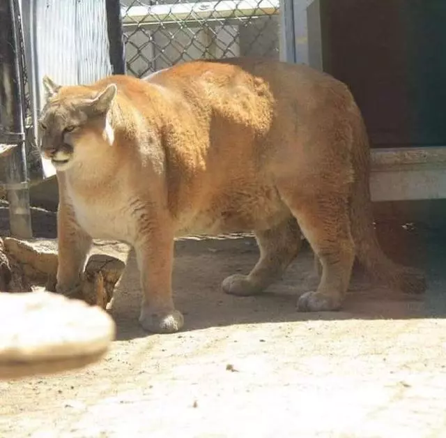 動物園的一隻獅子,引起了遊客的質疑:這是奶奶帶大的嗎?