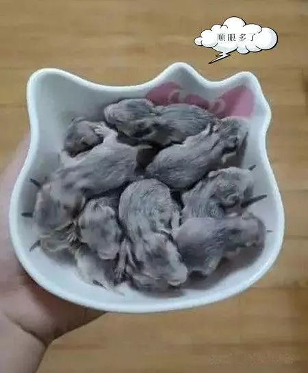 女子將剛出生的小鼠崽放碗里,拍照上傳朋友圈,手機頓時狂震