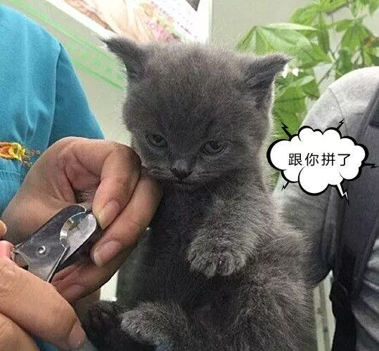 帶小貓去剪指甲,低頭一看自閉了:不然我再給您接回來?