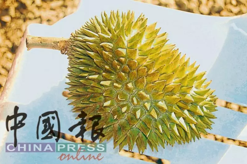 【70年代火紅全馬】只剩一棵,神仙榴槤!大開眼界~