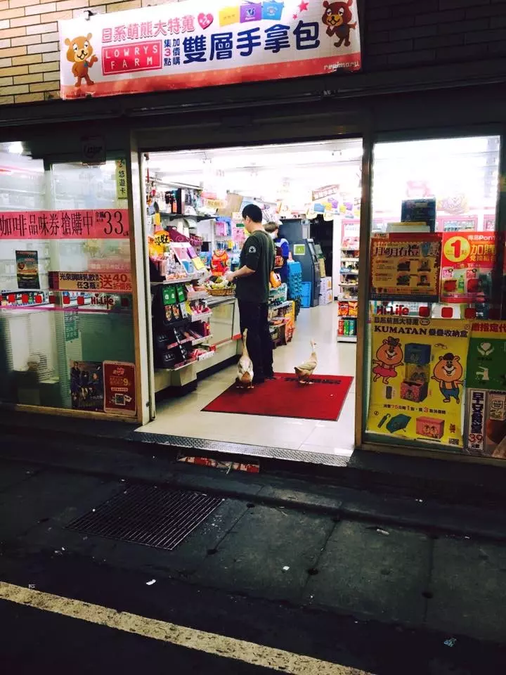 2隻鴨鴨並肩來逛超商! 店員被問到「無奈貼公告」:來吹冷氣的