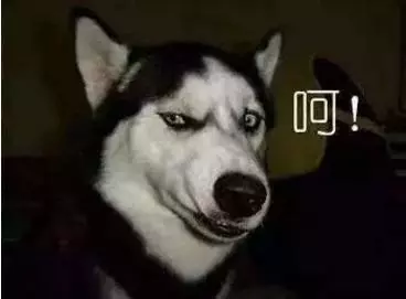 如果狗狗對你有這6種表示,別懷疑,它真的很愛你
