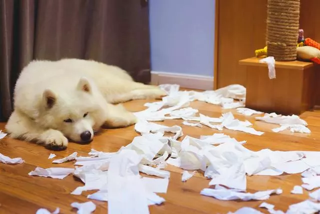 泰國兩隻鬥牛犬將自己染成螢光綠,鏟屎官怒洗一個月尚未漂白