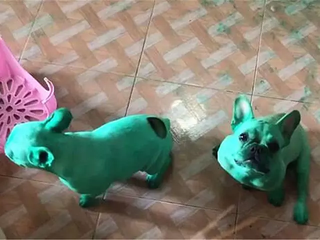 泰國兩隻鬥牛犬將自己染成螢光綠,鏟屎官怒洗一個月尚未漂白