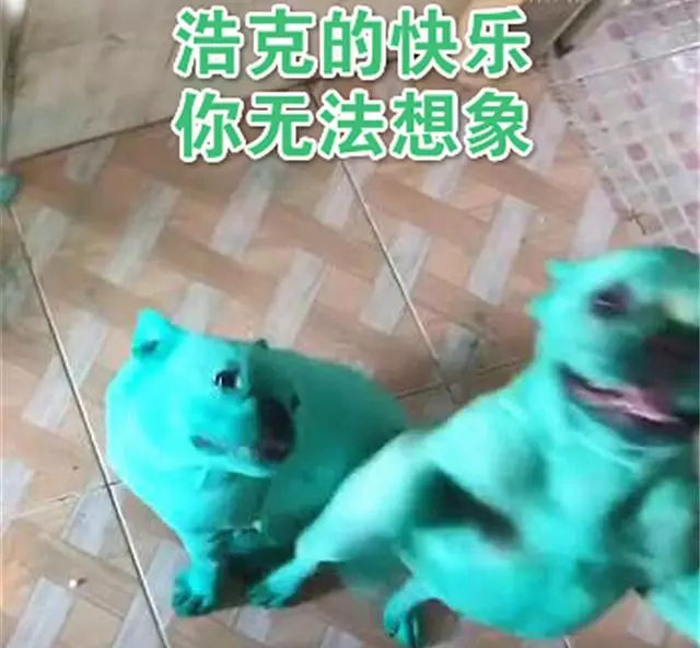 泰國兩隻鬥牛犬將自己染成螢光綠,鏟屎官怒洗一個月尚未漂白