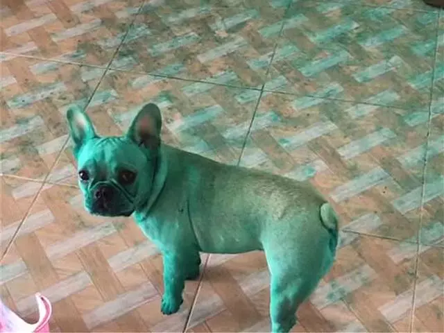 泰國兩隻鬥牛犬將自己染成螢光綠,鏟屎官怒洗一個月尚未漂白