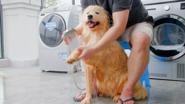 泰國兩隻鬥牛犬將自己染成螢光綠,鏟屎官怒洗一個月尚未漂白