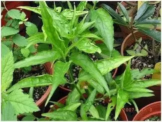 憂遁草最完整講解,如何吃法和吃法短片。不少人對憂遁草都視之為抗癌奇草。