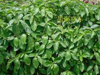 憂遁草最完整講解,如何吃法和吃法短片。不少人對憂遁草都視之為抗癌奇草。